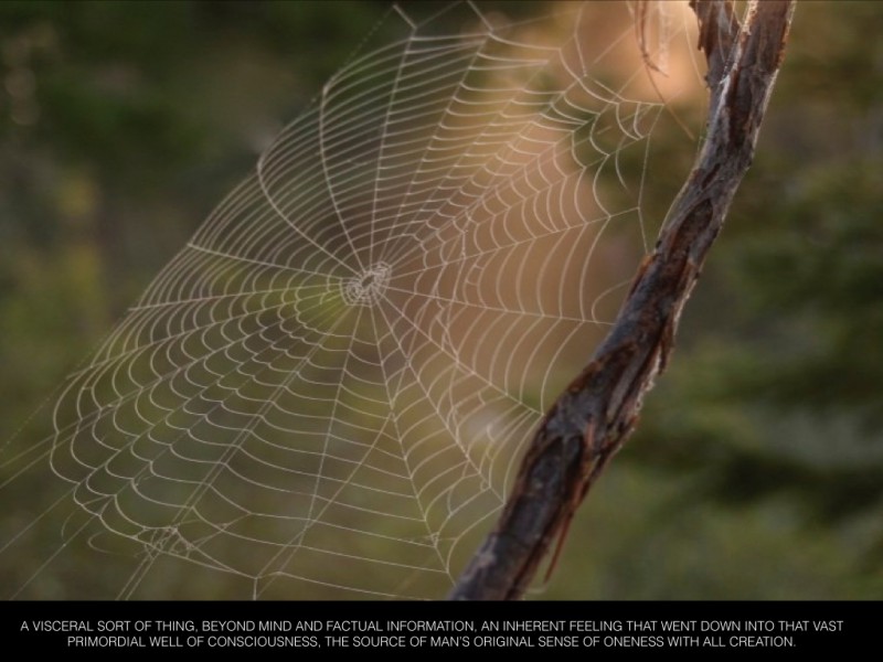 spider web.026